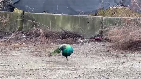 WATCH: Peacock roams loose near Route 1 in Peabody, later returns home